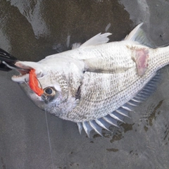 キビレの釣果