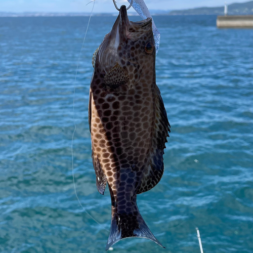 オオモンハタの釣果