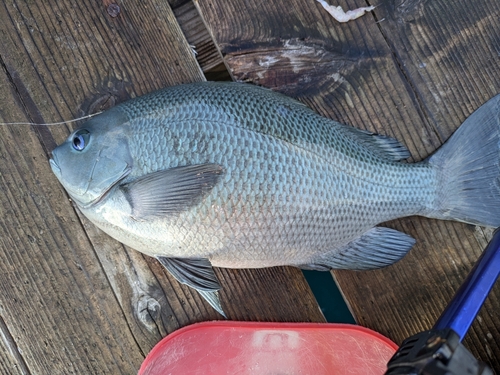 グレの釣果