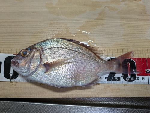 マダイの釣果