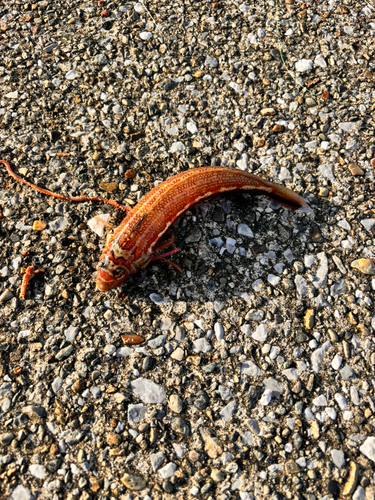 ゴンズイの釣果