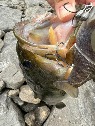 ブラックバスの釣果