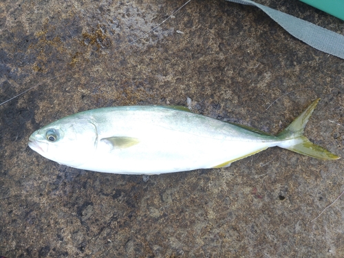 ワカシの釣果