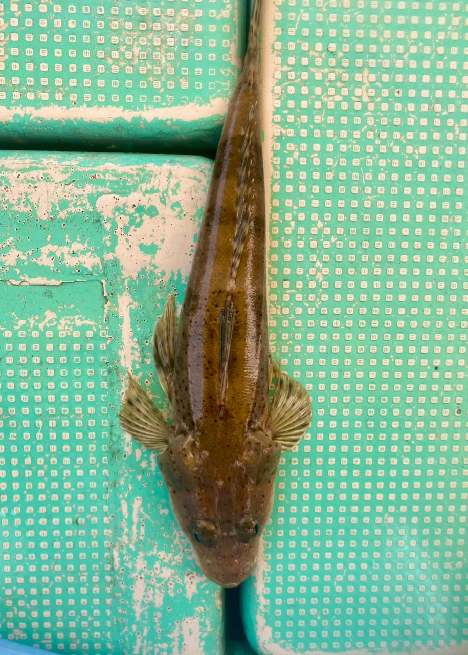 オトコマエさんの釣果 1枚目の画像