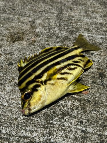 カゴカキダイの釣果