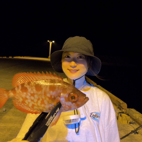 ゴマヒレキントキの釣果