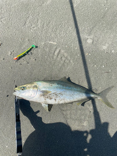 ハマチの釣果