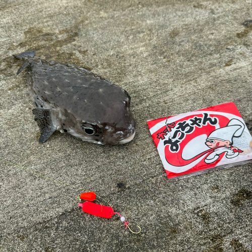 イシガキフグの釣果