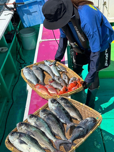 メダイの釣果