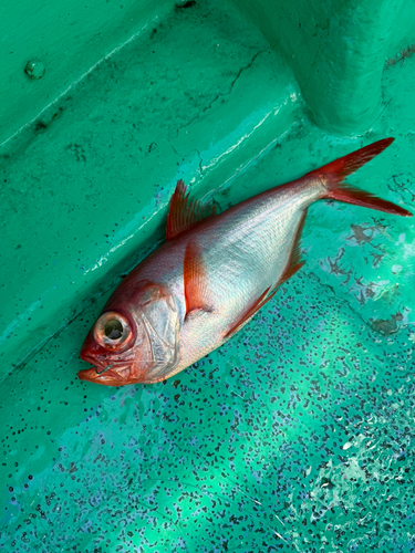 キンメダイの釣果