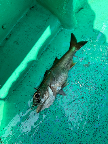 クロムツの釣果