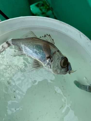 シロムツの釣果