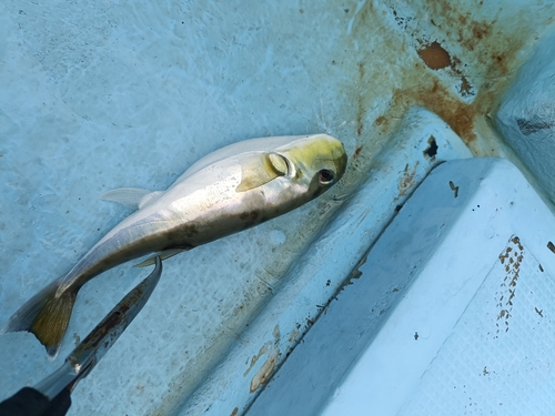 シロサバフグの釣果