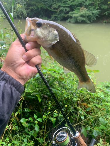 ラージマウスバスの釣果