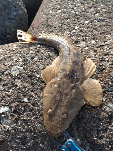 マゴチの釣果