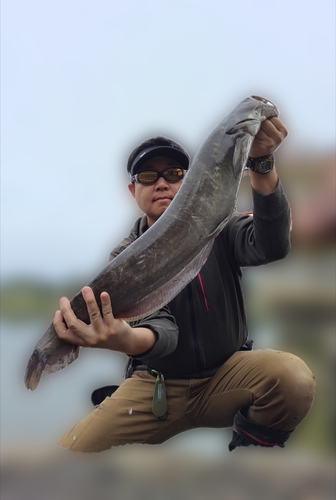 ナマズの釣果