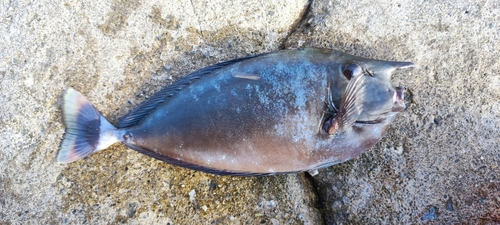 テングハギの釣果