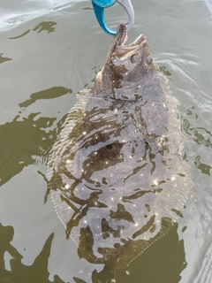 ヒラメの釣果