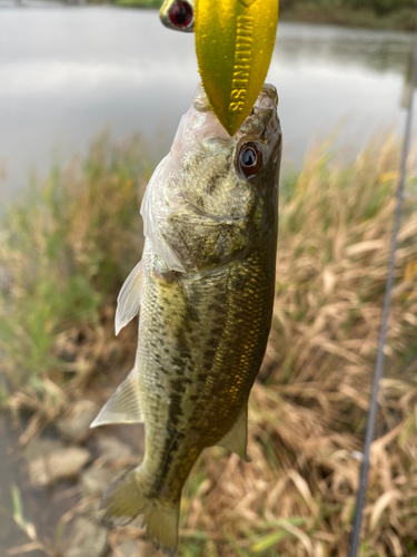 ラージマウスバスの釣果