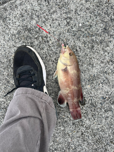 コブダイの釣果