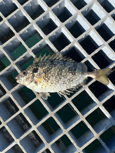 アイゴの釣果