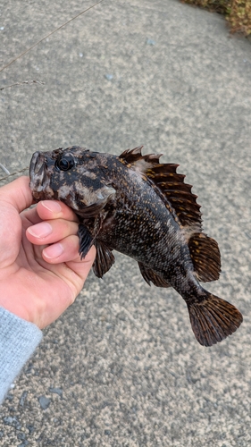 オウゴンムラソイの釣果