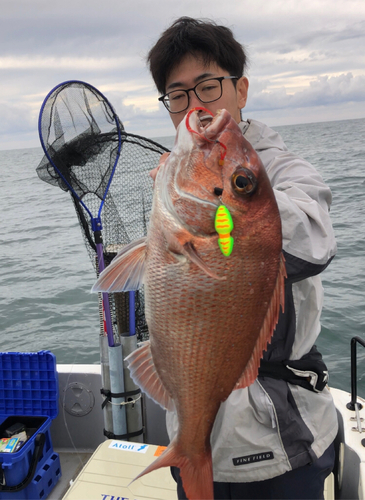 マダイの釣果