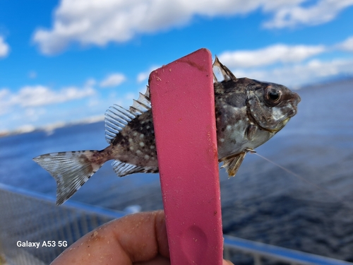 グレの釣果