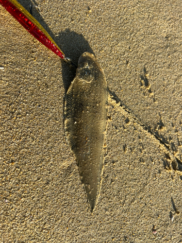 シタビラメの釣果