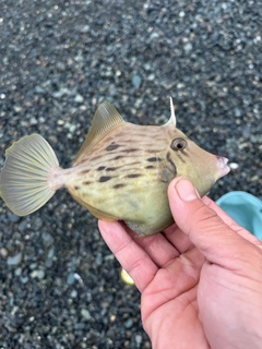 カワハギの釣果