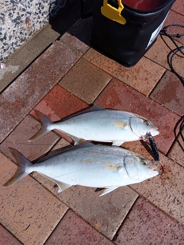 ネリゴの釣果