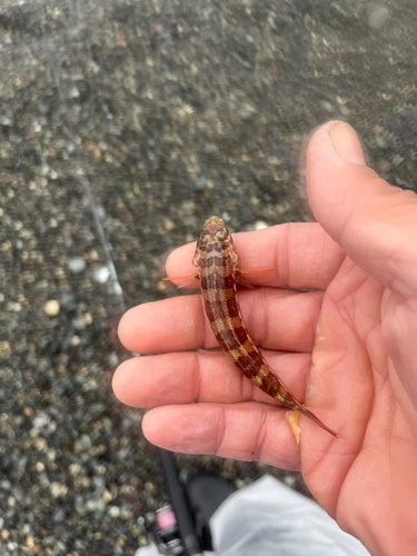 カワハギの釣果