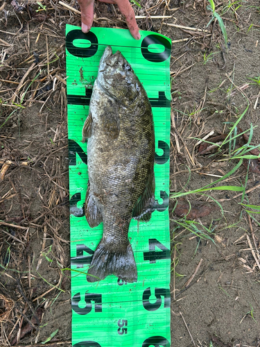 スモールマウスバスの釣果