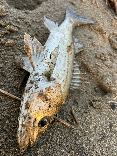 セイゴ（タイリクスズキ）の釣果