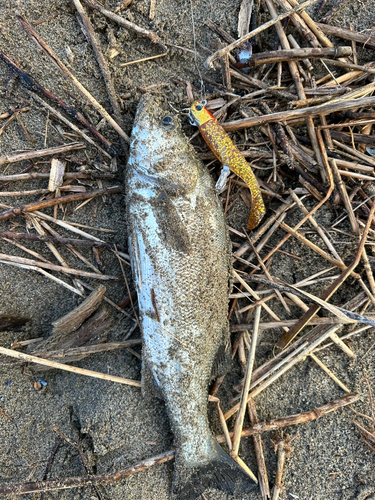 セイゴ（タイリクスズキ）の釣果