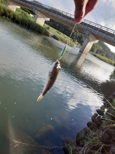 クサフグの釣果