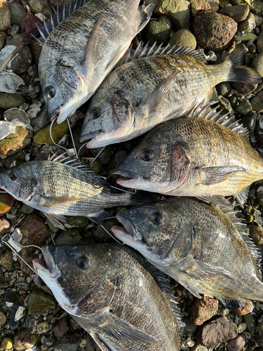 クロダイの釣果