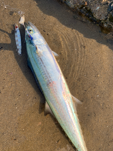 サゴシの釣果