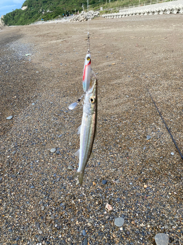 カマスの釣果