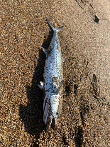 サゴシの釣果