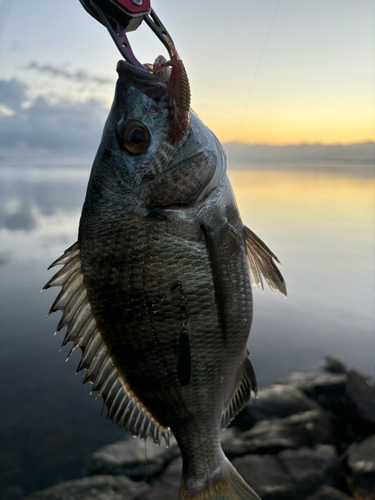 チヌの釣果