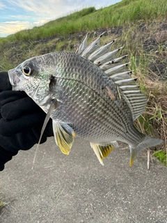 キビレの釣果