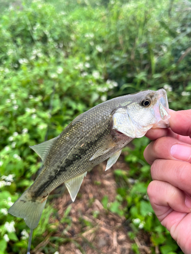 ラージマウスバスの釣果