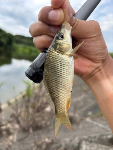 コイの釣果