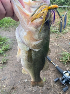 ラージマウスバスの釣果