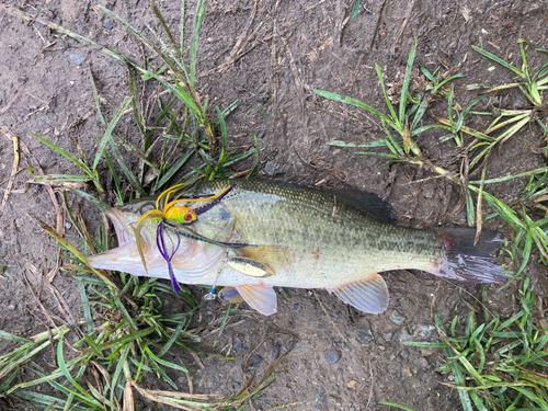 ラージマウスバスの釣果