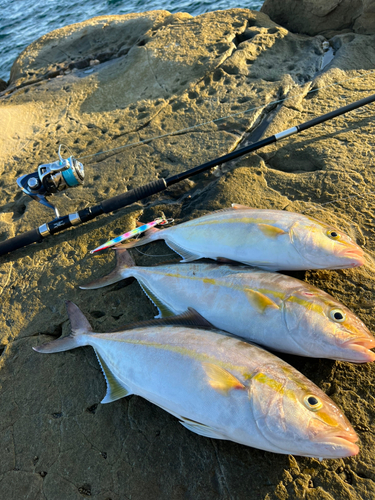 ネリゴの釣果