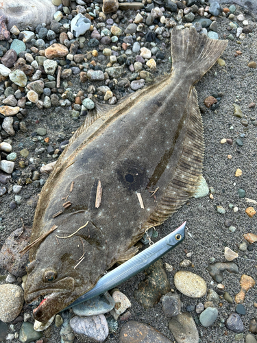 ヒラメの釣果