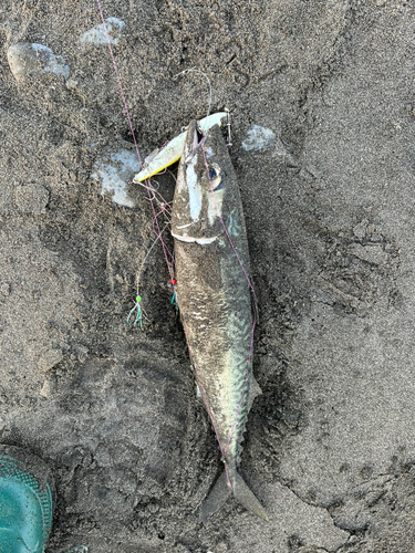 サバの釣果