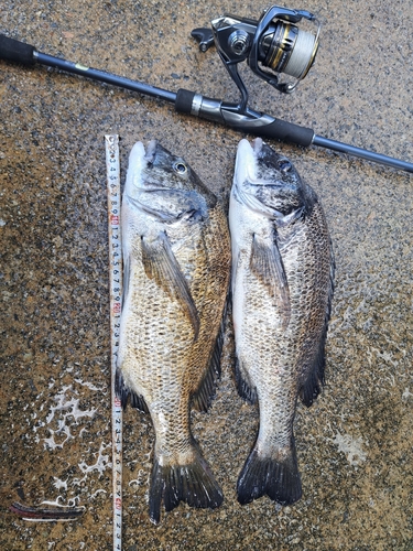 クロダイの釣果